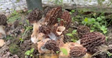 गुच्छी मशरूम की खेती से खुलेंगे ग्रामीण आय के नए द्वार, उद्यान विभाग का मास्टरप्लान तैयार 