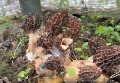 गुच्छी मशरूम की खेती से खुलेंगे ग्रामीण आय के नए द्वार, उद्यान विभाग का मास्टरप्लान तैयार 