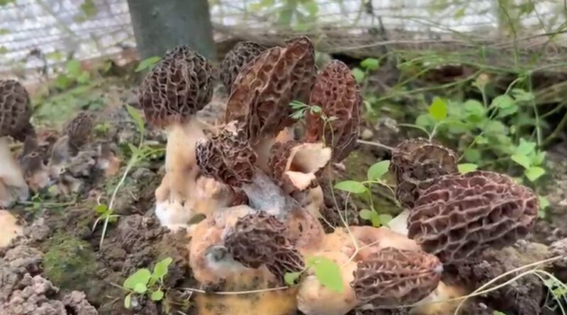 गुच्छी मशरूम की खेती से खुलेंगे ग्रामीण आय के नए द्वार, उद्यान विभाग का मास्टरप्लान तैयार 