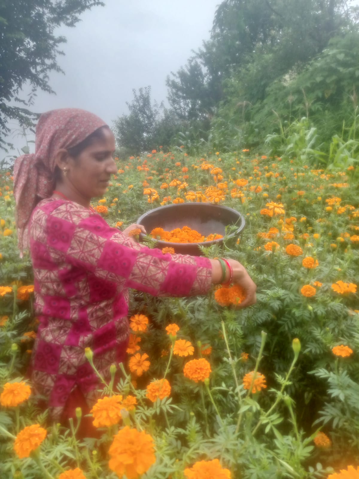 सुषमा नौटियाल बनीं महिला सशक्तिकरण की मिसाल, फूलों की खेती से बढ़ी आय