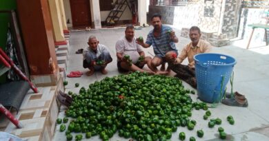 शिमला मिर्च के गिरते दामों से किसान मायूस