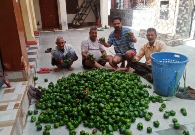 शिमला मिर्च के गिरते दामों से किसान मायूस