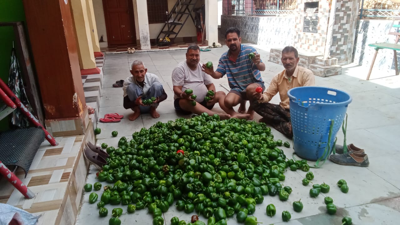 शिमला मिर्च के गिरते दामों से किसान मायूस